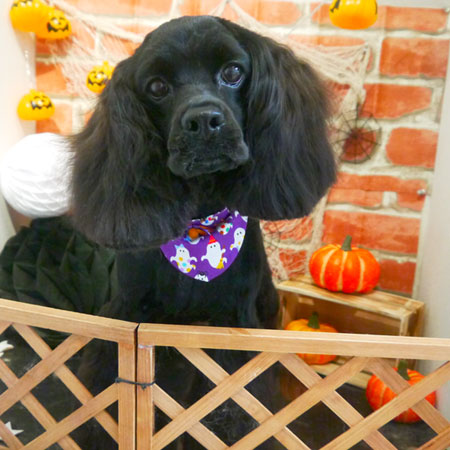 【本店】2018年10月15日のワンちゃん達♪