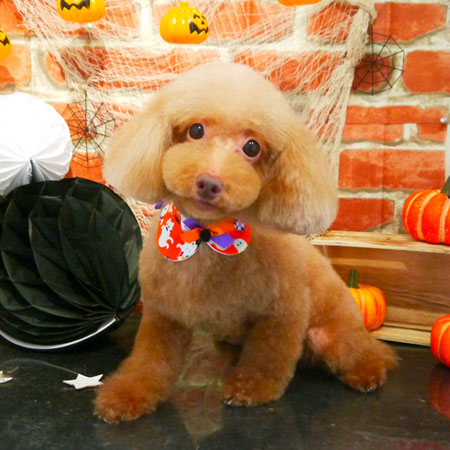 【本店】2018年10月17日のワンちゃん達♪