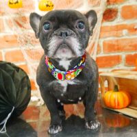 【本店】2018年10月20日のワンちゃん達♪