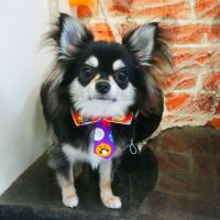 【本店】2018年10月21日のワンちゃん達♪