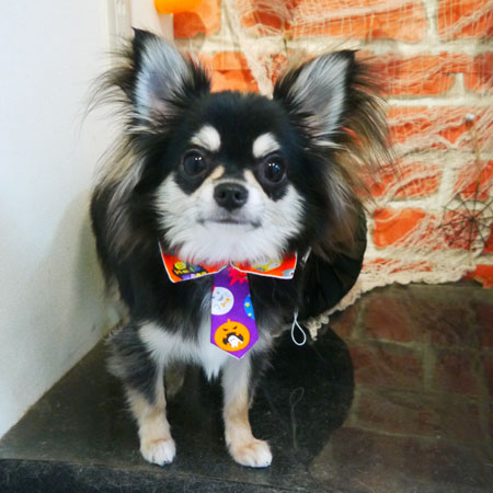 【本店】2018年10月21日のワンちゃん達♪