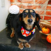 【本店】2018年10月24日のワンちゃん達♪