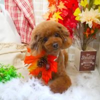 【本店】2018年10月25日のワンちゃん達♪