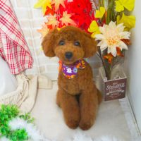 【本店】2018年10月26日のワンちゃん達♪