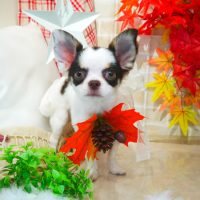 【本店】2018年10月27日のワンちゃん達♪