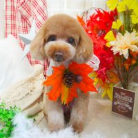 【本店】2018年10月28日のワンちゃん達♪