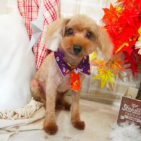 【本店】2018年10月29日のワンちゃん達♪