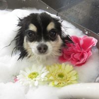 【本店】2018年11月29日のワンちゃん達♪