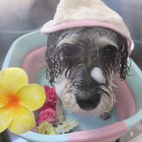 【本店】2018年11月10日のワンちゃん達♪