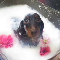 【本店】2018年11月22日のワンちゃん達♪