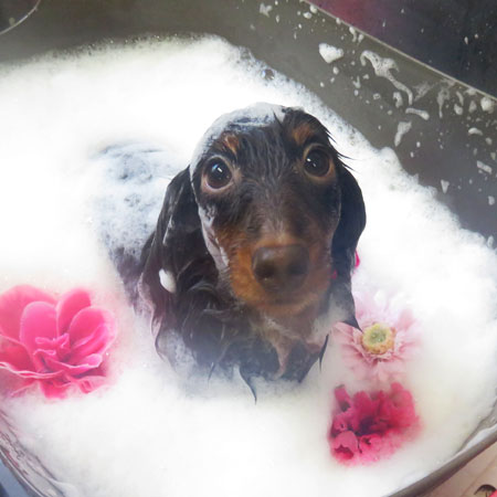 【本店】2018年11月22日のワンちゃん達♪