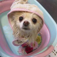 【本店】2018年11月07日のワンちゃん達♪