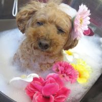 【本店】2018年11月8日のワンちゃん達♪