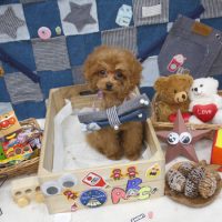 【池下店】2018年11月2日のワンちゃん達♪