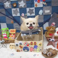 【池下店】2018年11月3日のワンちゃん達♪