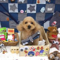 【池下店】2018年11月4日のワンちゃん達♪