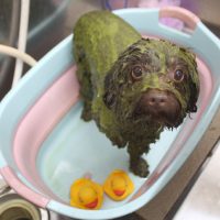 【池下店】2018年11月5日のワンちゃん達♪