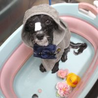 【池下店】2018年11月10日のワンちゃん達♪