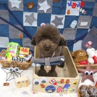 【池下店】2018年11月12日のワンちゃん達♪