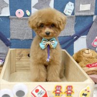 【池下店】2018年11月14日のワンちゃん達♪