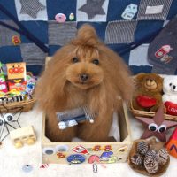 【池下店】2018年11月15日のワンちゃん達♪