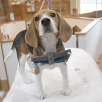 【池下店】2018年11月16日のワンちゃん達♪