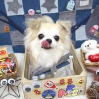 【池下店】2018年11月17日のワンちゃん達♪