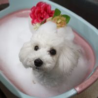 【池下店】2018年11月19日のワンちゃん達♪