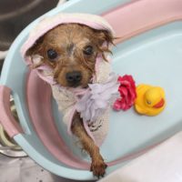 【池下店】2018年11月22日のワンちゃん達♪