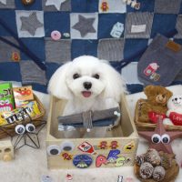 【池下店】2018年11月26日のワンちゃん達♪