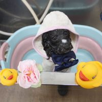 【池下店】2018年11月29日のワンちゃん達♪