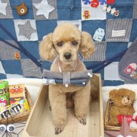 【池下店】2018年11月30日のワンちゃん達♪