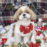 【池下店】2018年12月3日のワンちゃん達♪