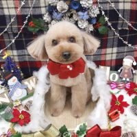 【池下店】2018年12月7日のワンちゃん達♪