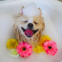 【山手店】2018年11月2日のワンちゃん達♪