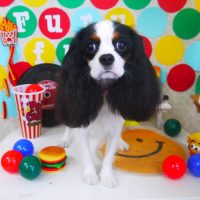 【山手店】2018年11月3日のワンちゃん達♪