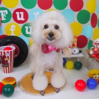 【山手店】2018年11月4日のワンちゃん達♪