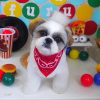 【山手店】2018年11月5日のワンちゃん達♪