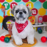 【山手店】2018年11月8日のワンちゃん達♪