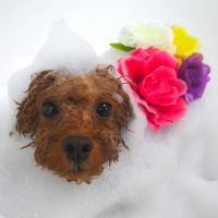 【山手店】2018年11月9日のワンちゃん達♪