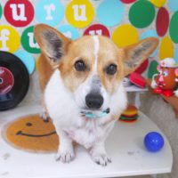 【山手店】2018年11月10日のワンちゃん達♪