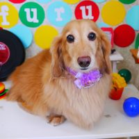 【山手店】2018年11月14日のワンちゃん達♪