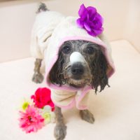 【山手店】2018年11月16日のワンちゃん達♪