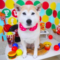 【山手店】2018年11月19日のワンちゃん達♪