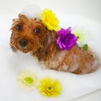 【山手店】2018年11月22日のワンちゃん達♪