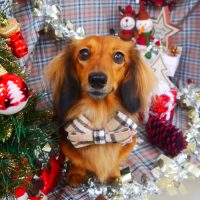 【山手店】2018年11月25日のワンちゃん達♪