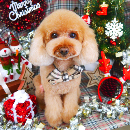 【山手店】2018年11月26日のワンちゃん達♪