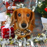 【山手店】2018年11月28日のワンちゃん達♪