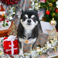 【山手店】2018年11月29日のワンちゃん達♪