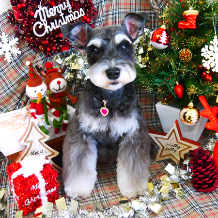 【山手店】2018年11月30日のワンちゃん達♪